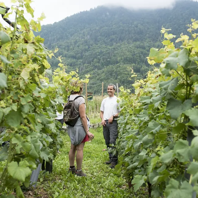 Le vignoble de Féternes et ses châteaux