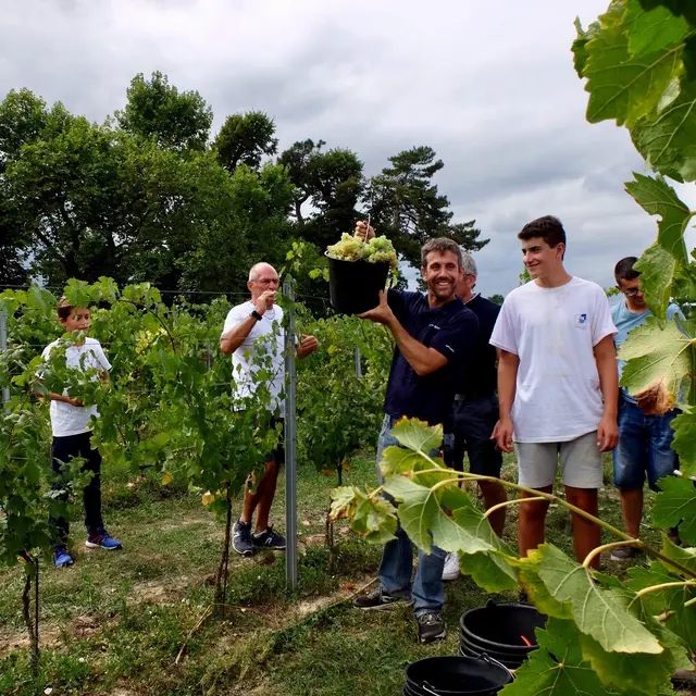 Vignobles en scène - Balade dans les vignes_Montauban