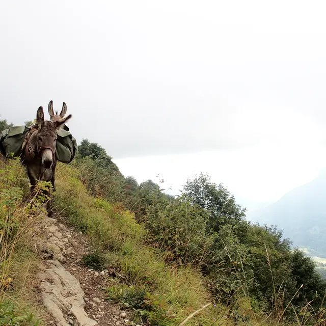 Randonnée avec des ânes et bivouac : 2 jours_Les Déserts