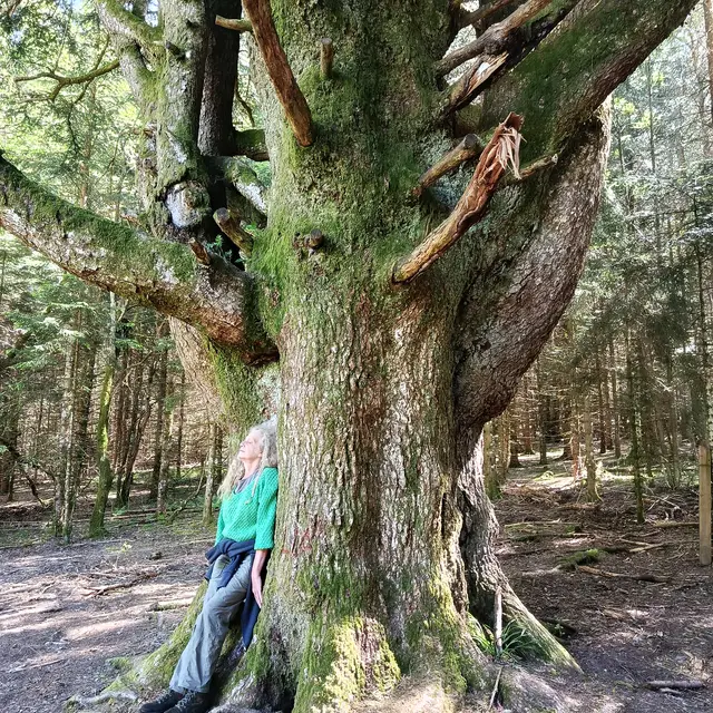 Bain de Forêt - Shinrin Yoku_Haut Valromey