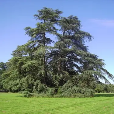 Château du parc de la Guyonnière à Montreuil Juigné