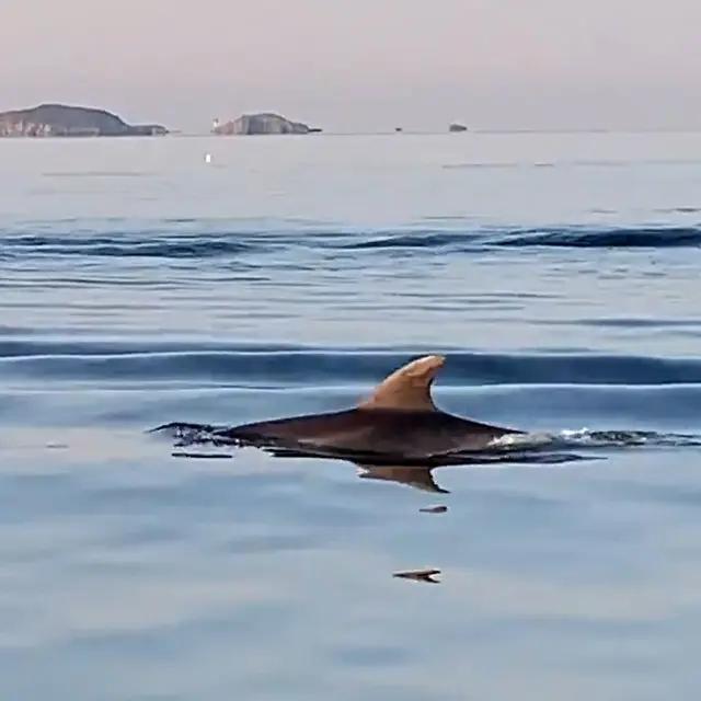 Cap au large – observation des cétacés à bord du Noiram - La Londe-les-Maures