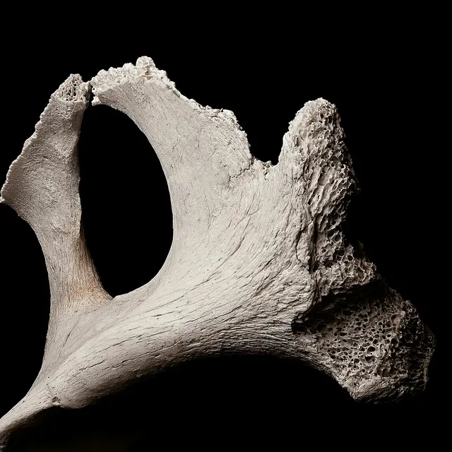 Exposition - Découverte d'hydropithèques_Thoard