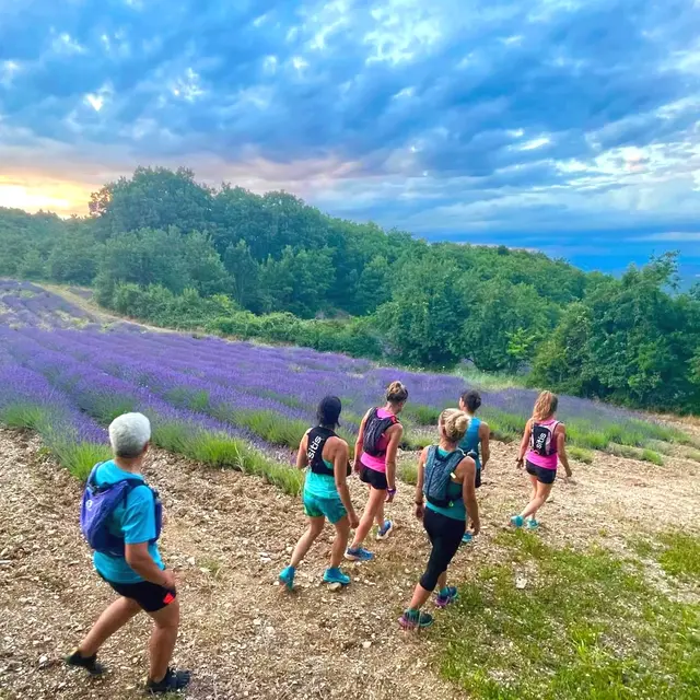 Trail dans les lavandes