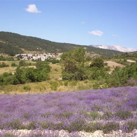 Bleu d'Argens