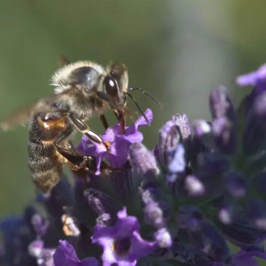 Ruchers de la bastide blanche