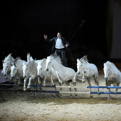 Cheval Passion Crinières d'Or