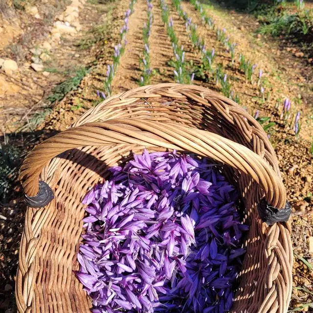 Safran de Pignans_Pignans