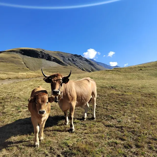 Vache Aubrac à la Grave Pays de la Meije.jpg
