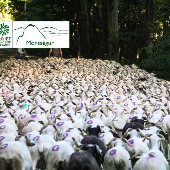 Etape finale - Transhumance des brebis tarasconnaises_Nalzen
