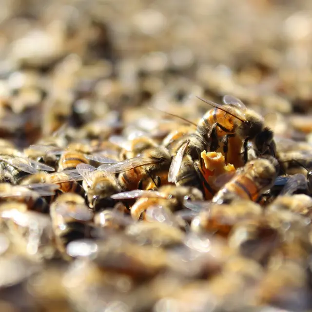 Le Rucher d'Augustin_Gap