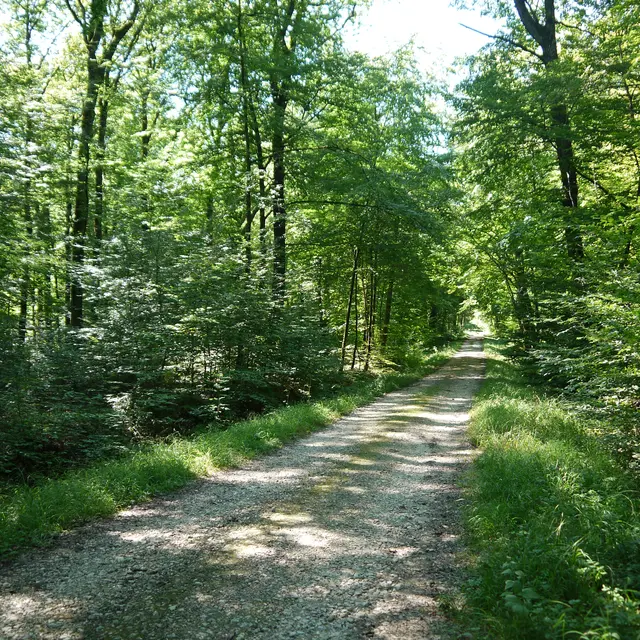 foret-seillon_credit GT OTBBA (35)
