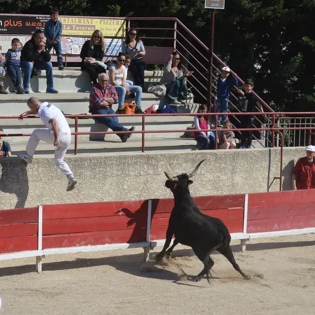 Course camarguaise : Course de Ligue PACA_Pélissanne
