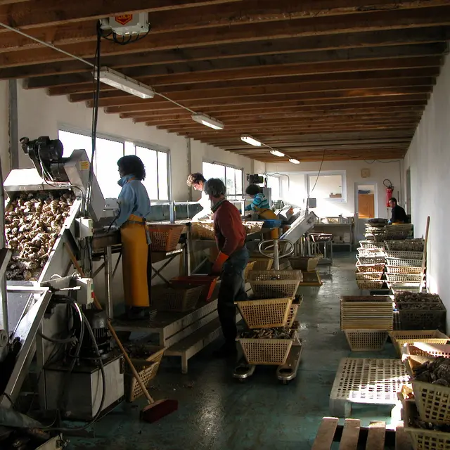 Découverte ostréiculture