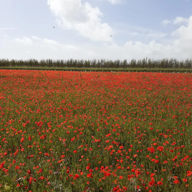 Marche - Club des Jeunes Aînés_Sainte-Marie-de-Ré