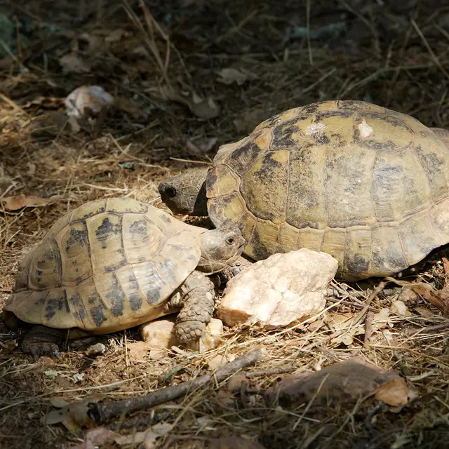 Point rencontre : les reptiles du Cap Lardier