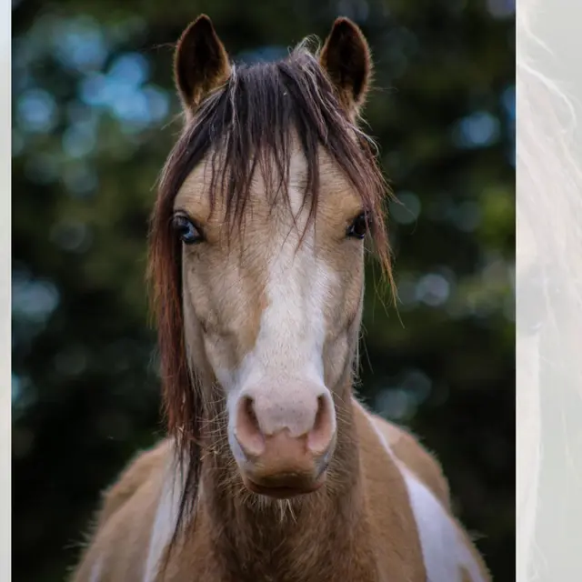 Animalin : Poney Club et Ferme Pédagogique_Saint-Martin-de-Valgalgues