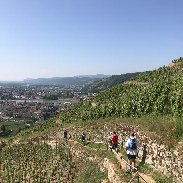 randovigne-terres-de-syrah