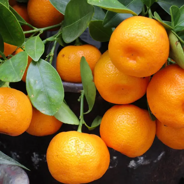 Mandarine