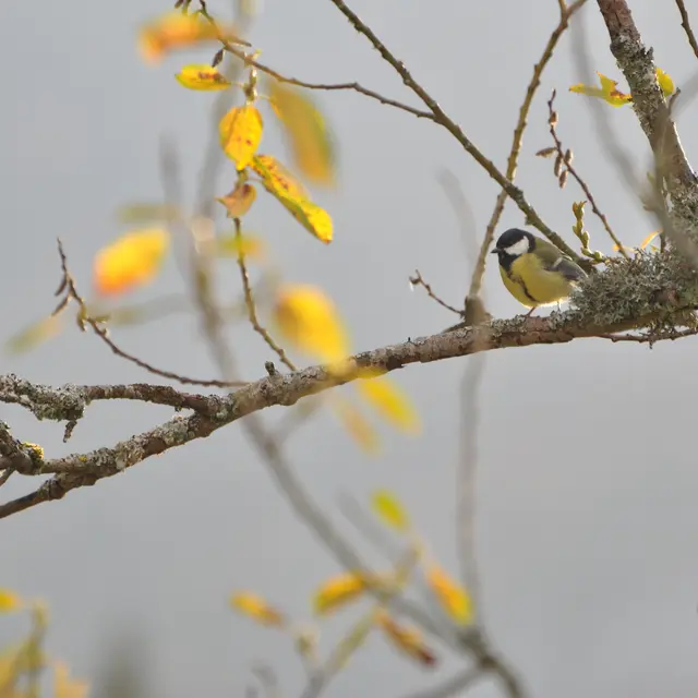 La vie de la forêt : le monde des oiseaux_Revel