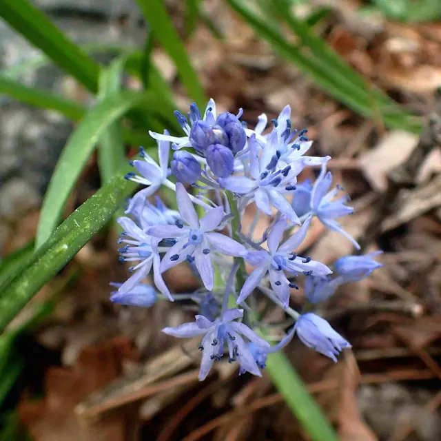 Balade botanique à Villeneuve-Loubet_Villeneuve-Loubet