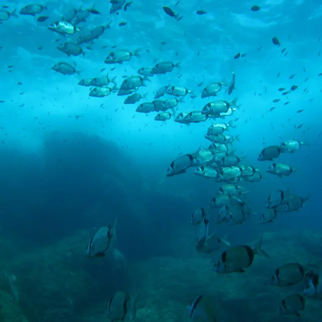 Plongée baptême exploration sous-marine île Porquerolles Parc national