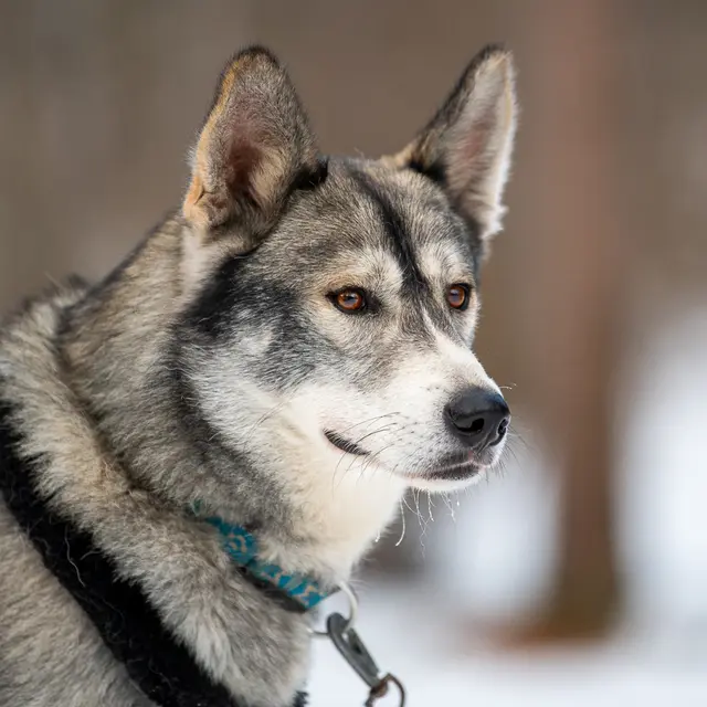 Découverte des chiens de traîneau - Le Sauze