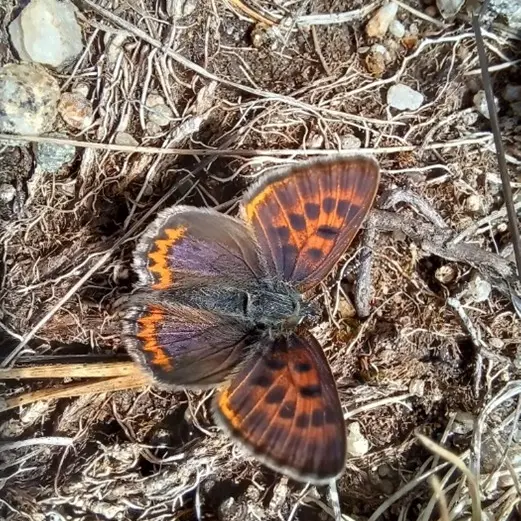 Les Rendez-Vous Nature - A la découverte des insectes pollinisateurs_Vivans