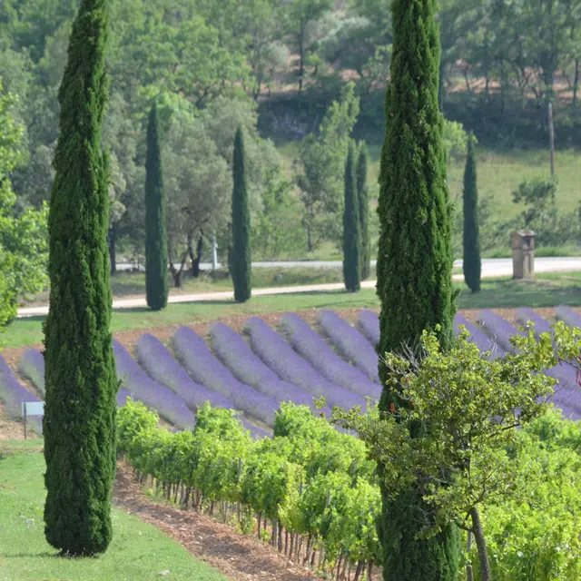 Routes des Vins de Provence 1