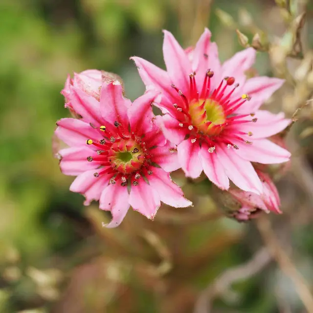 Flânerie botanique_Daluis