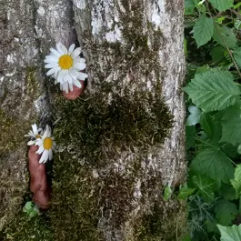 Voyage itinérant au coeur de la forêt l Renc'Arts du Parc_Verel-Pragondran
