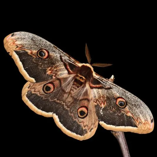 Le monde mystérieux des insectes nocturnes à Guillaumes