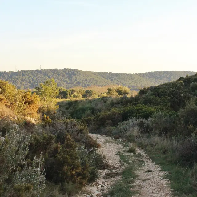 Colline de provence