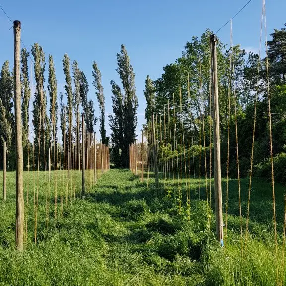La micro-brasserie de la ferme Mas Ribelly émoustille les papilles !_Entraigues-sur-la-Sorgue