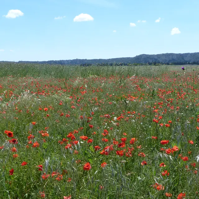 VELI 4 - Du côté des anciens Etangs_Villeneuve-lez-Avignon