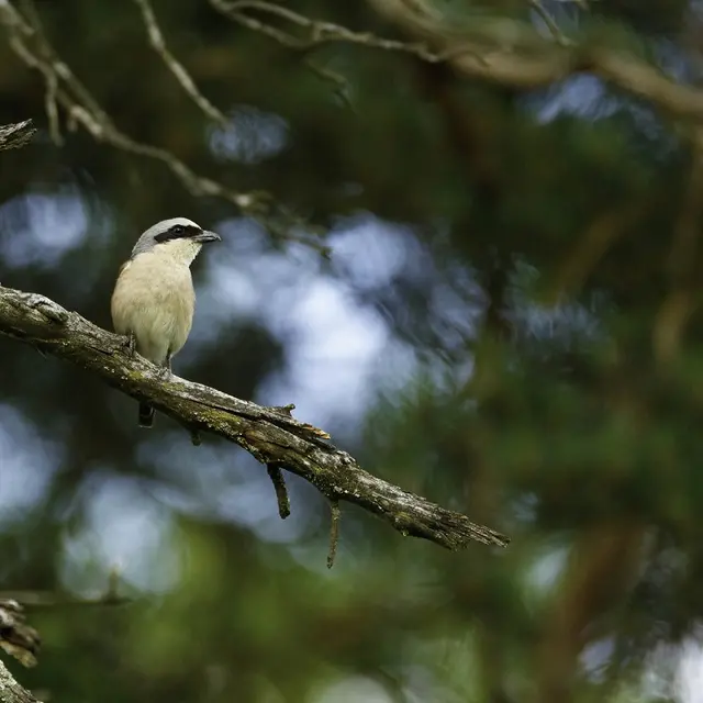 Initiation à la photo animalière