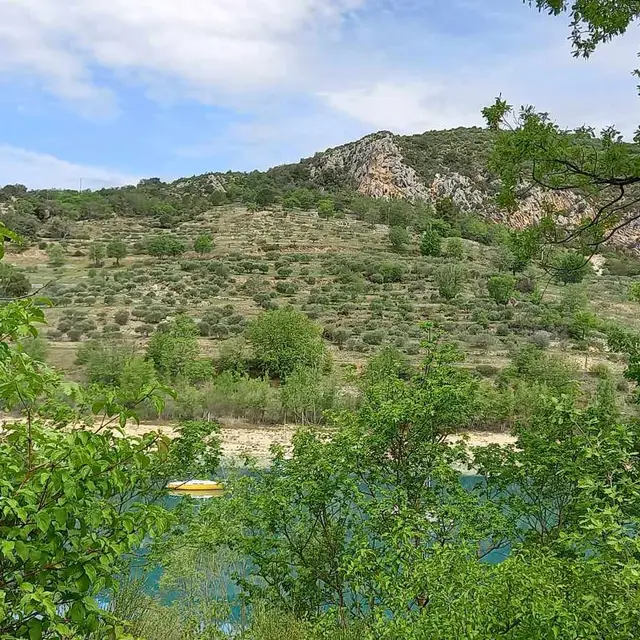 Oliveraie de Bauduen