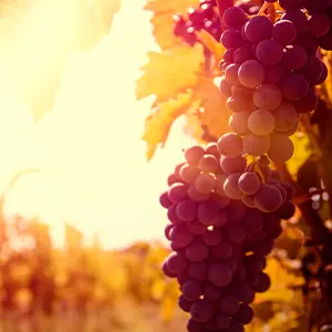 JEP 2025 - Découverte des Raisins Cussétois aux jardins de la Contrée de Gauvin_Cusset