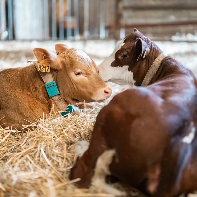 Visite, traite et soin des vaches