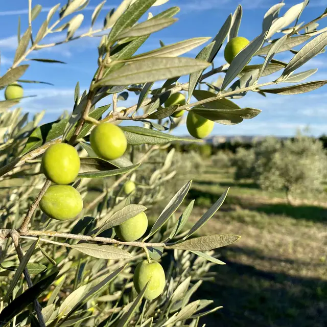 Domaine Clos des Faucons