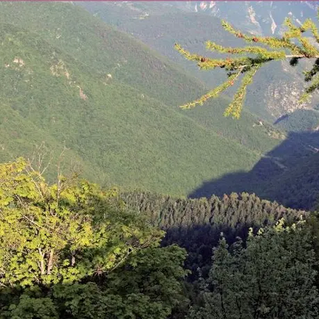 Forêt Avenquet Roya.jpg
