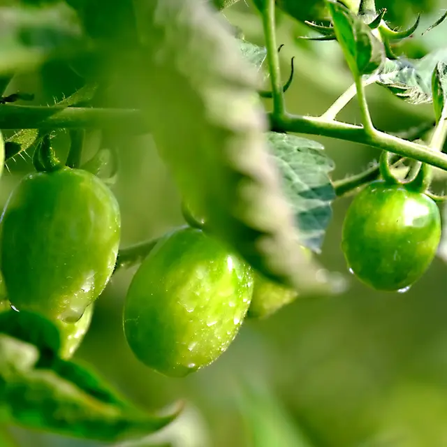 Marché aux plants à Bugey Côté Fermes_Belley