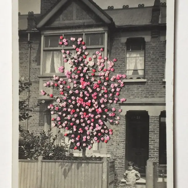 Broderie sur photo · végétalisons la ville_Avignon