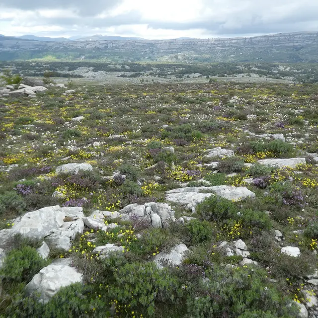 Sortie entomologique sur le Plateau de Caussols_Gourdon