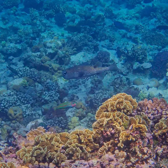 Journée de la biodiversité : Comprendre et protéger les récifs coraliens_La Croix-Valmer