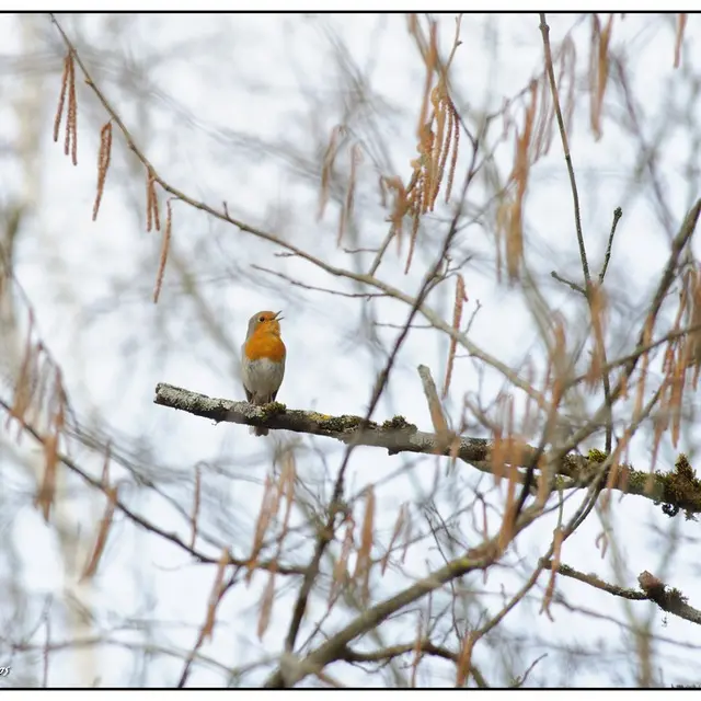 Chant d'oiseau