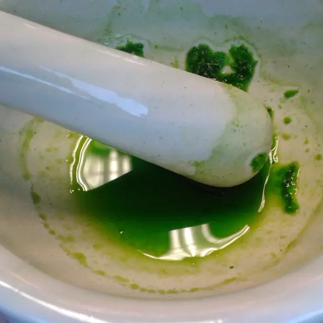 Atelier extraction de pigments et marque page_Cavalaire-sur-Mer