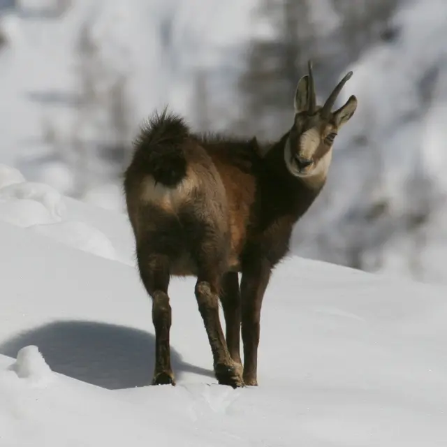 Sortie raquettes : les animaux des cimes