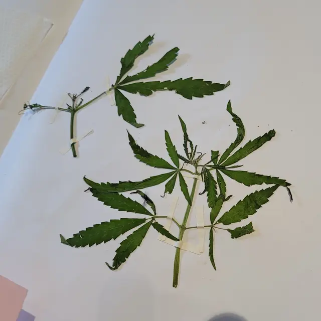 herbier.jpg