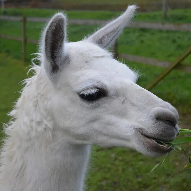 Visite découverte des lamas_Châteauneuf-de-Galaure